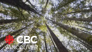 B.C.'s carbon credit market grows