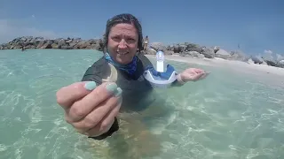 Destin Fl Snorkeling Part 2, Looking 4 Shark Teeth