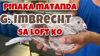 PINAKA MATANDA G. IMBRECHT SA LOFT KO |Reggie Cruz Loft & Aviary #reggiecruzloft #racingpigeon #pha