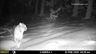 Trail cam video from NW Wisconsin. Wolves, bears, bobcats and more