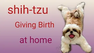 SHIH-TZU GIVING BIRTH/ PAANO MAGPAANAK NG  ASO/ Shih-tzu