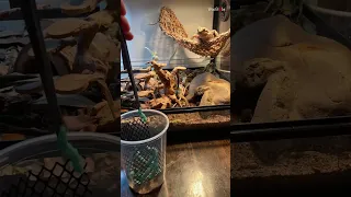 Hungry bearded dragon jumps to snatch hornworms