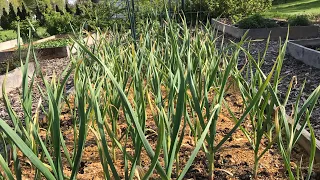 5 Reasons Your Garlic Leaves are Turning Yellow