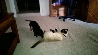 Dachshund bullying the cat