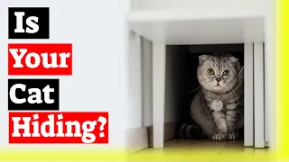 Is Your Cat Hiding? Why and What to do?