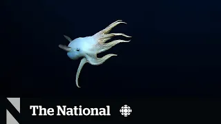 #The Moment a rare dumbo octopus was spotted in the deep sea