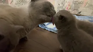 Мама кошка умывает котенка