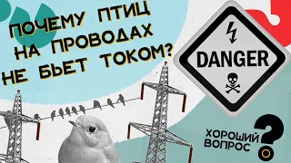 Почему птиц не бьёт током на проводах? Хороший Вопрос