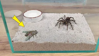 TARANTULA vs MOSCA de la MUERTE ¡No me esperaba esto!