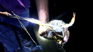 Amazing ! The Traditional Way of Catching Lots of Big Mud Crab In The Swamp | Catching Big Crabs