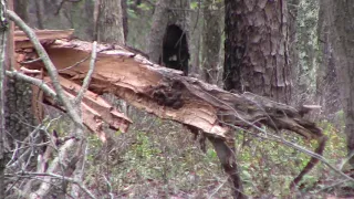 Sasquatch Quarry / Incredible Zoom, Beginning of Burl Nation / NJ / 10.10.20