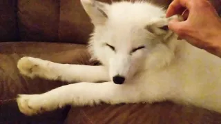 This Pet Fox is Chillin' Like a Boss!