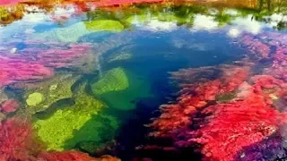Caño Cristales: el río de los 5 colores - Colombia