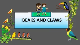 CBSE: Class 4: Science: Beaks and Claws of Birds