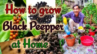 How to grow Black Peepper at home easily. Black Peepper growing and caring tips