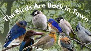 Living Library: The Birds Are Back in Town