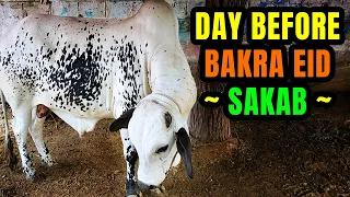 A Day Before Bakra Eid with SAKAB & New Cow UNLOADING in Our Street | Bakra Eid 2022 Memorable Vlog