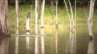 Aimara Wolf Fish Fishing @ French Guiana