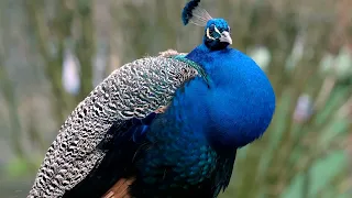 Morning  melody - 2 : magical erotic call of Peacock मोर की अति मीठी मधुर आवाज़  का जादू  #himachal