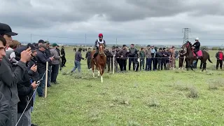 Скачки в Кизилюрте 01.05.2023. 1-й заезд, лошади 2-х лет, ( фальшстарт)