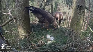 Andris atnes dāvanu Annai / Andris brings a gift to Anna Latvijas Dabas fonds