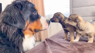 Bernese Mountain Dog Meets Puppies for the First Time