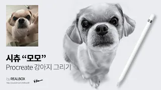 [리얼박스] 시츄 "모모 (Shih Tzu) : 프로크리에이트 강아지 그리기