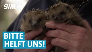 Ausnahmezustand! Igel in Not im Tierheim Ludwigsburg