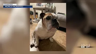 Family calls for justice after dog dies during visit to groomer