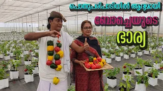 Hydroponics Farming BOCHE THE FARMER ഹൈഡ്രോപോണിക്സ്  ഫാമിൽ വിളവെടുപ്പ് WAYANAD MEDIAWINGS