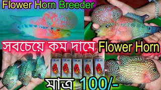 Flower Horn Fish Farming | Pet Market Chandannagar | Recent Flower Horn Fish Price | Flower Horn