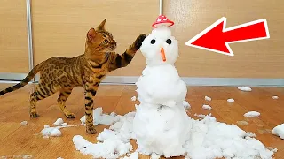 🐈 Кошка впервые увидела снег. Смешная реакция