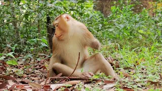 Poo-r monkey he lose left hand.look so sad 😭 #monkey #monkeyvideo