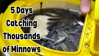 5 DAYS Catching Thousands of Minnows!!