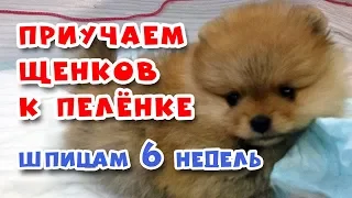 🐾 How to QUICKLY TEACH your puppy TO the DIAPER. Spitz 6 weeks