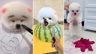 Funny and Cute Dog Pomeranian 😍🐶| Funny Puppy Videos #331