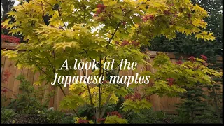 Measuring Japanese maples in my garden