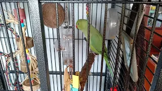 Ожереловый попугай говорит "Привет" / Indian ringneck parrot says "hi" in Russian