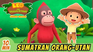 Sumatran Orangutan | Full Episode | Leo the Wildlife Ranger | Kids