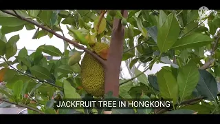 My short video, JACKFRUIT TREE IN HONGKONG @rosebbalboa