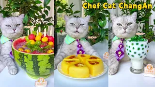 One-Year Collection🤩: Cat-Chef Makes Beautiful And Fragrant Food|Cat Cooking Food|Cute And Funny Cat