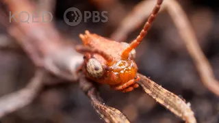 Australian Walking Stick Insects Are Three Times Weirder Than You Think | Deep Look