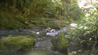 8 hours of Relaxing and Peaceful New Zealand Forest Sounds