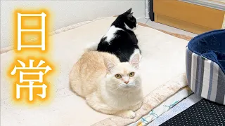 なんということはない猫の日常【元野良猫たちの暮らし】