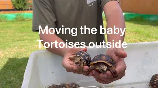 Moving The Baby Tortoises Outside