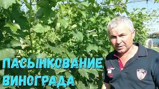 Пасынкование винограда