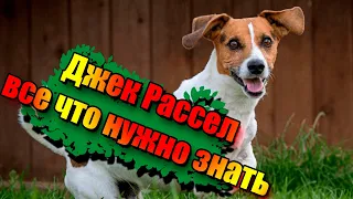 Собака Джек Рассел | Все что нужно знать