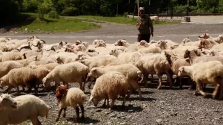 Ждем в гости с Зурабом Двали .Крепость Ананури