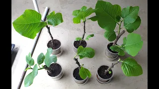 How to grow a Fig plant from cuttings in Hydroponics-Part 2 (Urdu/Hindi)