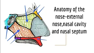 Anatomy of nose External nose,Nasal cavity,Nasal septum